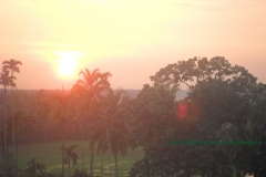 sunset on paddy fields
