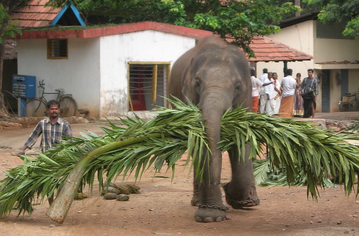 Elephant and Mahout