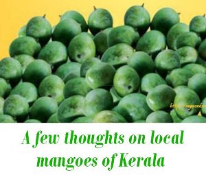 Local Mangoes Available in Kerala