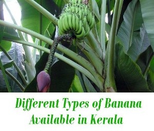 banana varieties kerala