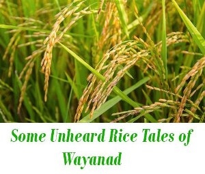 Rice of Wayanad