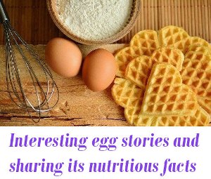 egg nutrition