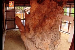 trunk of Ammachi Plavu