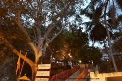 Banyan_tree_at_steps_to_hill_temple