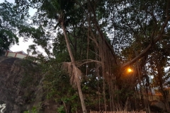 Huge_Banyan_Tree