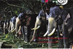 Elephants at Paramekavu at Pooram fortnight