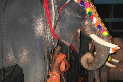 Caparisoned Elephant