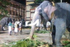 Elephants of Pooram at Paramekkavu