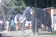 Elephants one day before Pooram Night