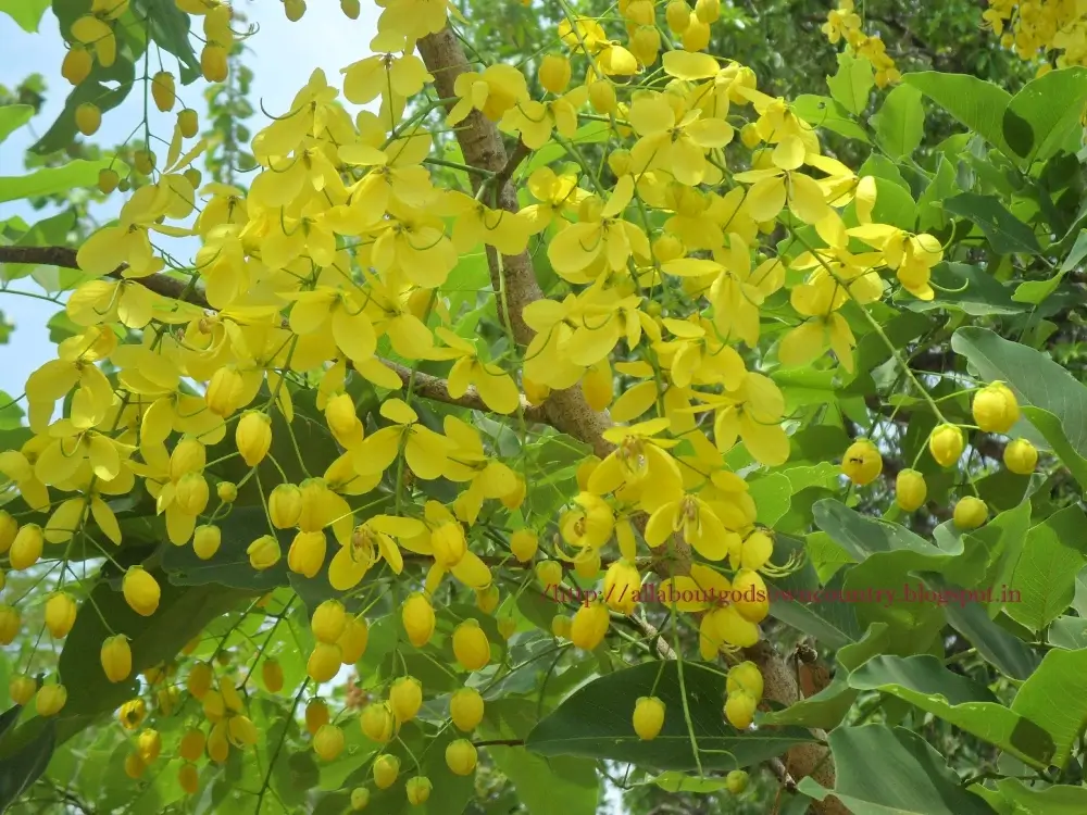 Vishu Konna for Vishu Kani