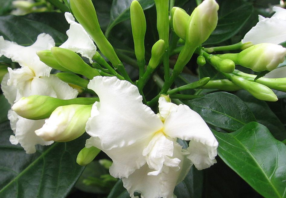 Know the special healing effects of 10 Medicinal Plants