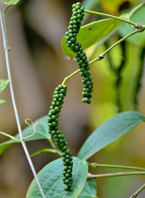See what foreign travellers said about Kerala centuries ago