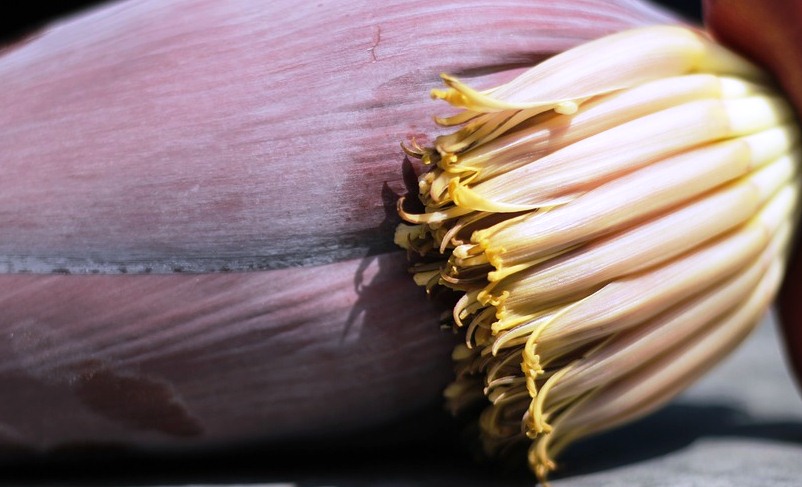 Koyla Piece Rice (Vaazhakoomb Rice)