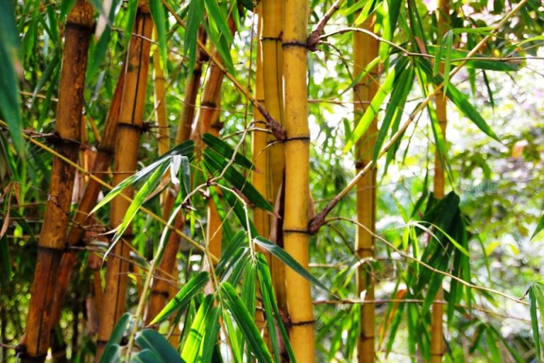 Bamboo – A few interesting facts! - My Words & Thoughts
