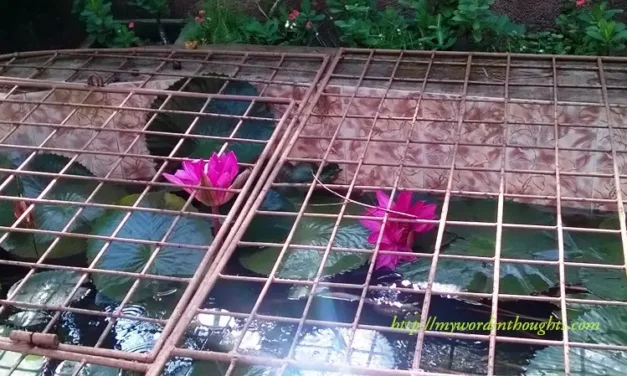 Make your garden natural with a water source