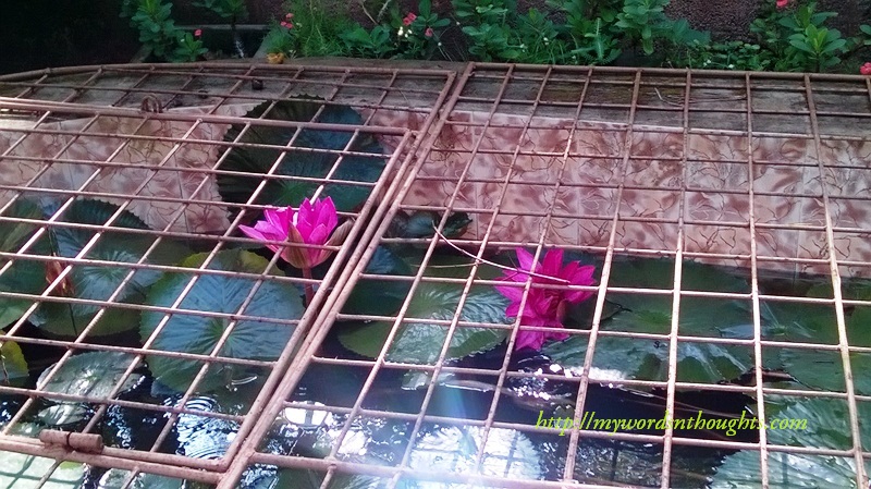 Make your garden natural with a water source