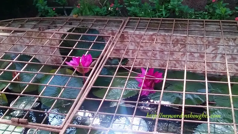 Make your garden natural with a water source