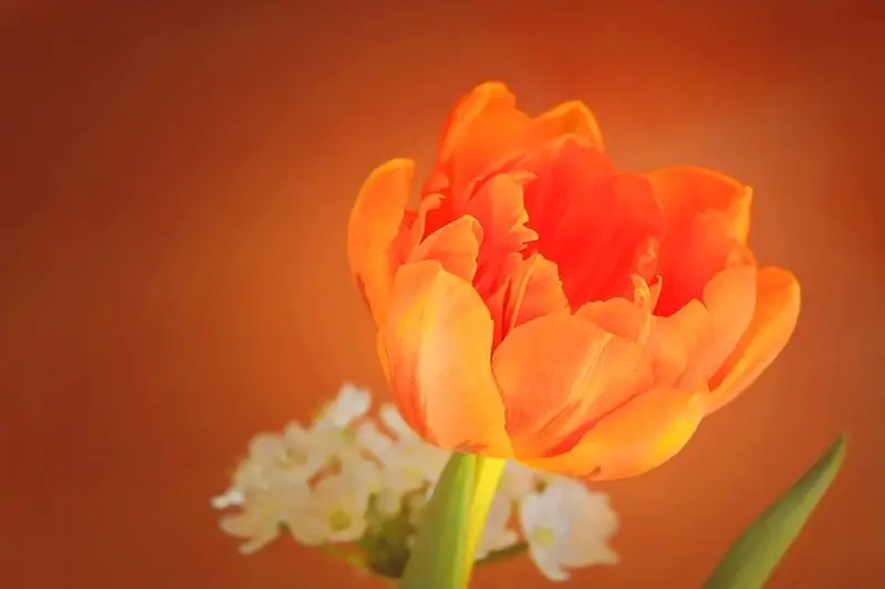 Is Orange a Significant Colour?