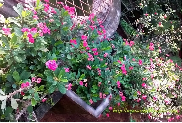 flower garden