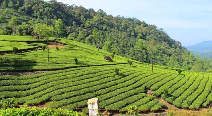 Which Place To Choose When You Visit Kerala Next Summer?