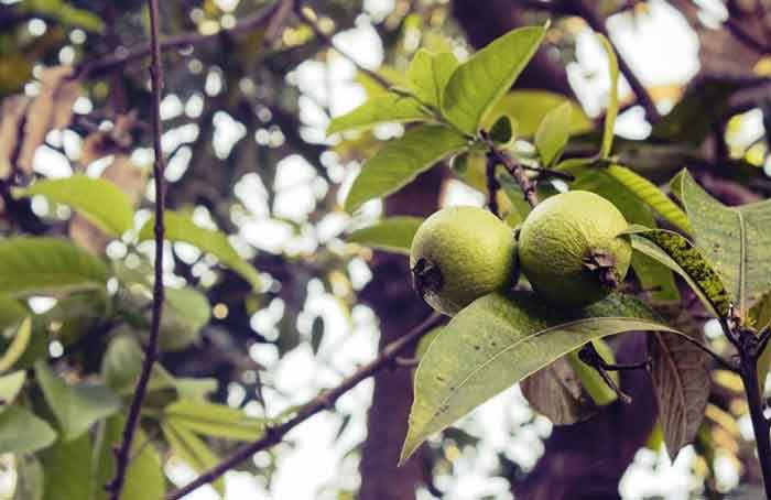 Guava as medicine – A few health benefits of this fruit