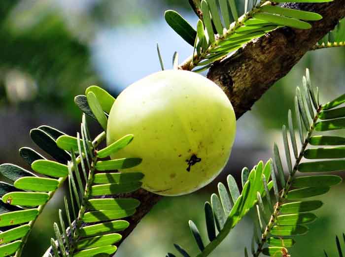 What are the health benefits of gooseberry?