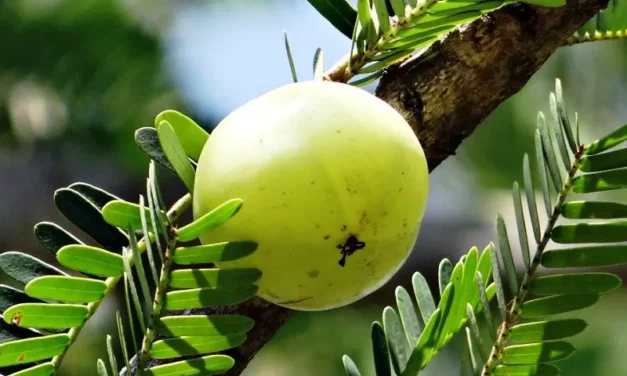 What are the health benefits of gooseberry?