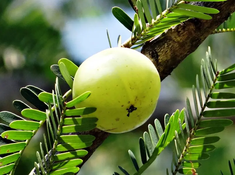 What are the health benefits of gooseberry?