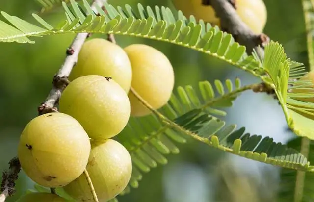 gooseberry kerala