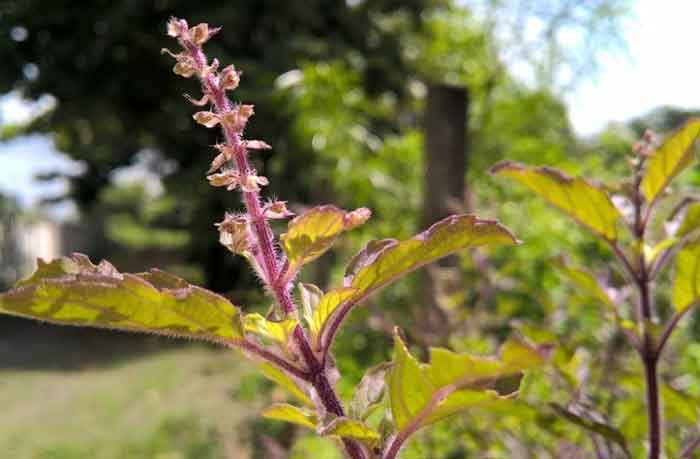 Beauty @ leaf tips – Leaves for beauty