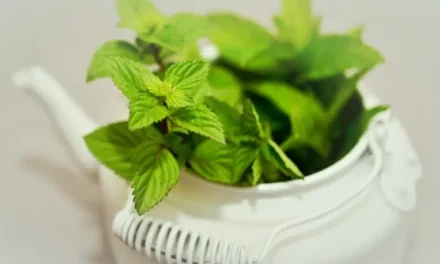 Mint (Pudina) – Health Benefits To Know