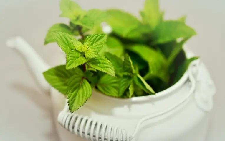Mint Health Benefits