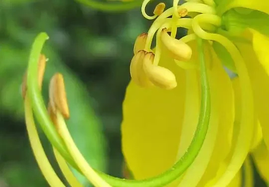 Medicinal Benefits of 12 Local Kerala flowers and Onam Flowers