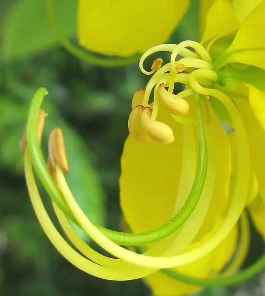 Medicinal Benefits of 12 Local Kerala flowers and Onam Flowers