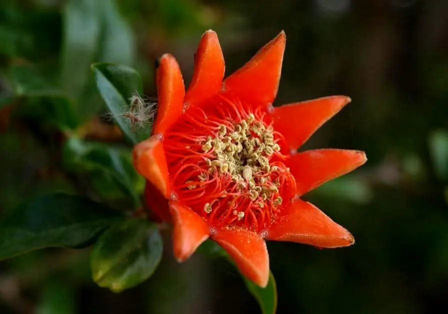 Pomegranate flowers