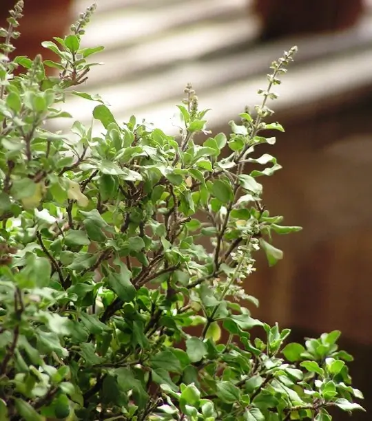 basil leaves