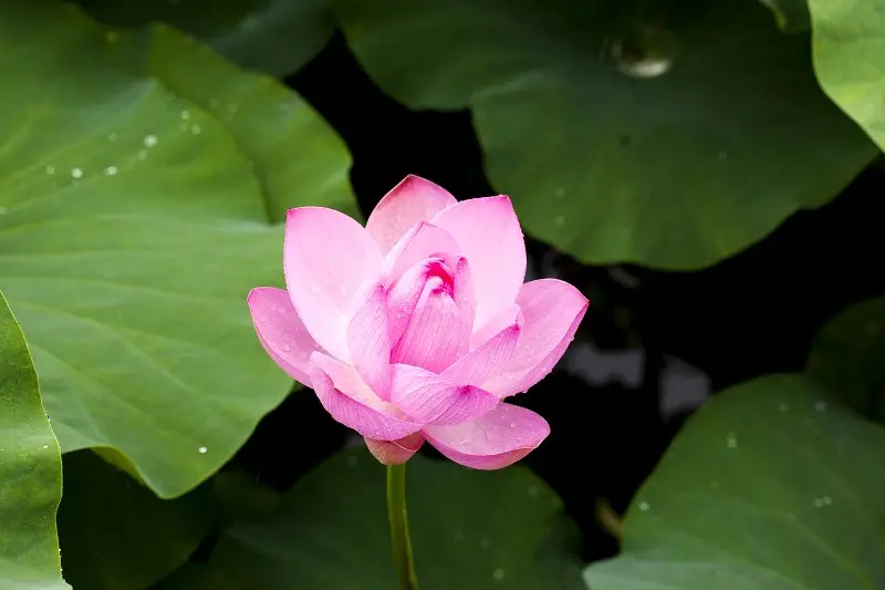 lotus flower