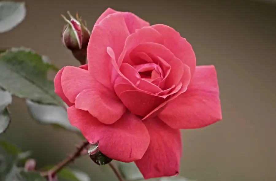 rose flower as local medicine