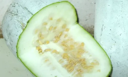 White gourd and its health benefits