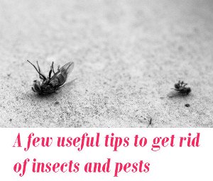 to get rid of insects and pests