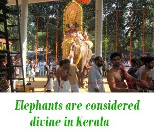 Elephants are considered divine in Kerala