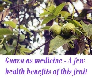Guava as medicine