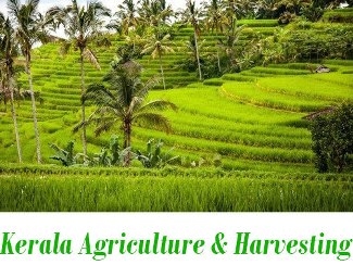 kerala crops and farming