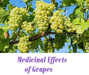 Grapes as medicine