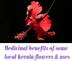 Medicinal benefits of Kerala flowers