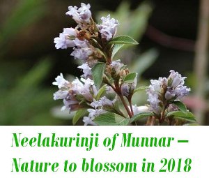 Neelakurinji-of-Munnar-