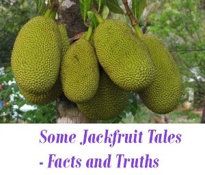 Jackfruit health benefits