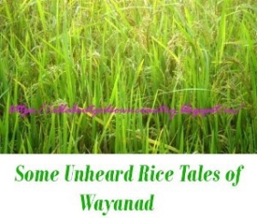 Rice Tales of Wayanad