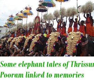 elephant tales of Thrissur Pooram