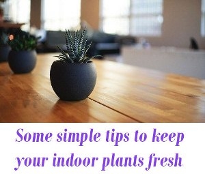indoor-plants-fresh
